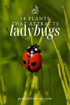 How To Attract Ladybugs To Your Garden, Ladybug Farm, Ladybug Garden, Garden Magic, Backyard Plants, Full Sun Plants, Attracting Beneficial Insects, Best Flowers, A Ladybug