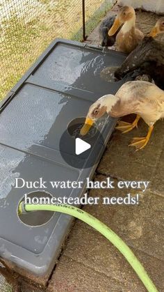 ducks are drinking water out of a trough