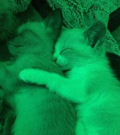 two kittens cuddle together on a blanket in the dark green light, with their eyes closed