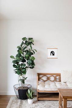 a living room with a couch, coffee table and potted plant on the floor