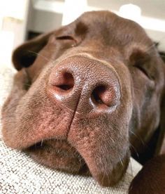 a brown dog laying on top of a couch next to a white wall with its eyes closed