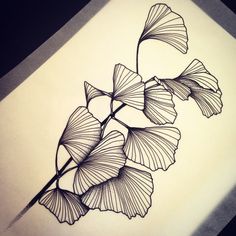 a black and white drawing of a ginkoket plant with leaves on it