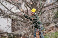 a man in a tree trimming service is holding on to the branches with his hands