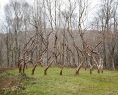 several trees in the middle of a grassy field