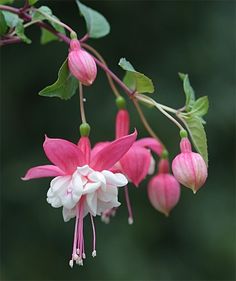 pink and white flowers blooming on a tree branch in the sun, with green leaves