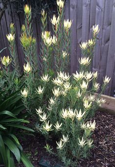 the yellow flowers are blooming next to the green plants in the garden, and on the side of the fence