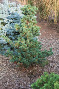 some very pretty blue trees in the dirt