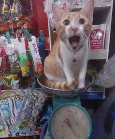 an orange and white cat yawns while sitting in a pan on a scale