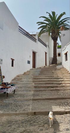 there is a dog that is walking down the stairs in front of a building and a palm tree