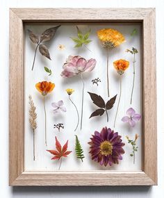 a shadow box frame with pressed flowers in various colors and sizes on the bottom half