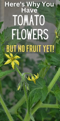 there's why you have tomato flowers, but no fruit yet - click here