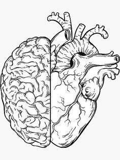 the human heart is divided into two sections