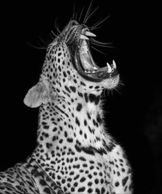 a black and white photo of a cheetah yawning with its mouth open