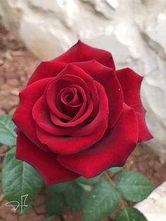 a single red rose with green leaves in front of a rock wall and dirt ground