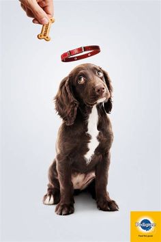 a brown and white dog sitting on top of a floor next to a person's hand