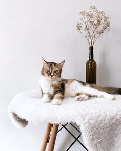 a cat laying on top of a table next to a vase