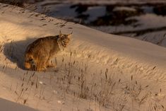 a cat walking in the snow near some tall grass