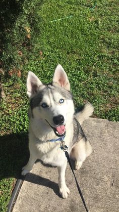 a husky dog sitting on top of a cement slab