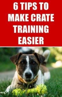 a dog laying in the grass with tennis balls on it's mouth and text that reads 6 tips to make crate training easier