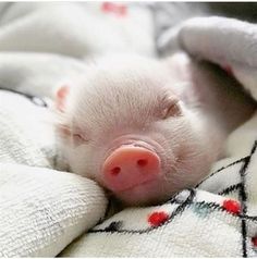 a small white pig laying on top of a blanket