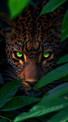 a close up of a leopard with green eyes hiding behind leaves and looking at the camera