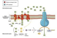 an image of the structure of a cell