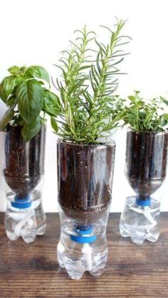 three glass vases with plants in them on a table