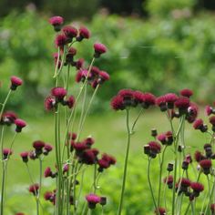 some red flowers are growing in the grass