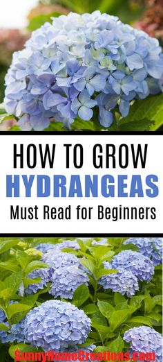 blue hydrant flowers with text overlay how to grow hydrangeas must read for beginners