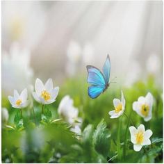 a blue butterfly flying over some white flowers