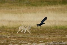 a wolf and a black bird are in the field together, one is chasing another