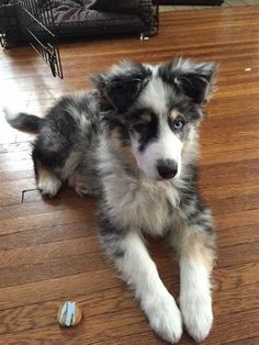 a puppy laying on the floor next to a toy