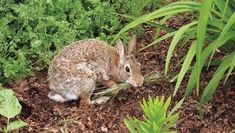 a rabbit is eating grass in the dirt near some bushes and plants on the ground