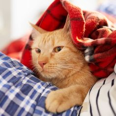 an orange cat laying on top of a blue and white checkered bed spread with a red blanket