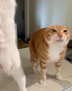 an orange and white cat standing on top of a counter next to a white cat