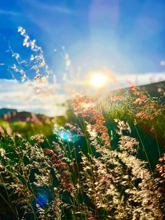 the sun shines brightly over some tall grass and wildflowers on a sunny day