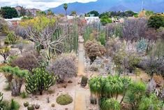 an aerial view of a cactus garden with many cacti and trees in the background