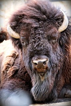 an adult bison with large horns laying down