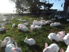 many white rabbits are sitting in the grass