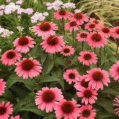 pink and white flowers in a garden with green leaves