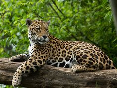 a large leopard laying on top of a tree branch