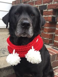 a black dog wearing a red and white knitted scarf with pom - poms