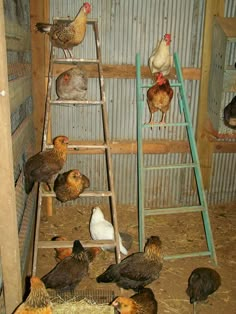 several chickens are standing around in their coops and one is on a step ladder