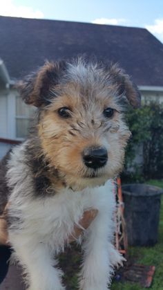 a small dog standing on top of a grass covered field next to a house and yard