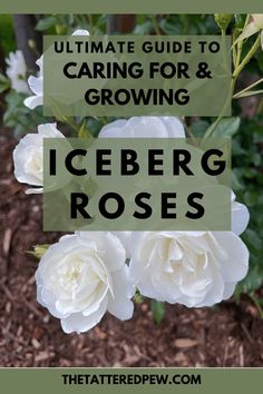 the ultimate guide to caring for and growing iceberg roses with text overlay that says ultimate guide to caring for and growing iceberg roses