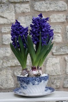 two purple flowers are in a blue and white bowl on a table next to a brick wall