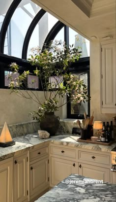 a potted plant sitting on top of a counter in a kitchen