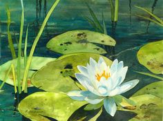 a painting of a white water lily with green leaves