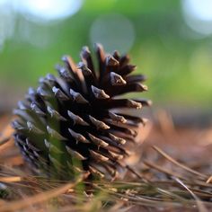 a pine cone sitting on the ground with grass and trees in the backround