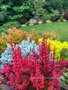 red and blue plants in a garden with green grass behind them on a sunny day